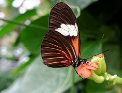 Butterfly On Flower, Orange And Black Butterfly, Pollinator
Shutterstock.com
New York, NY