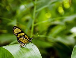 Butterfly
Pixabay
