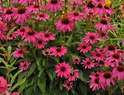 Butterfly Purple Emperor Coneflower
Proven Winners
Sycamore, IL
