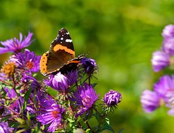 Butterfly, Purple Flowers
Garden Design
Calimesa, CA