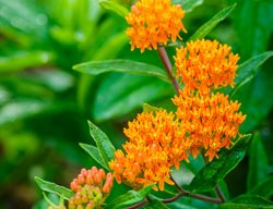 Butterfly Weed, Ascelpias Tuberosa
Doug Tallamy
