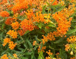 Butterfly Weed, Asclepias
Garden Design
Calimesa, CA