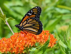 Butterfly Weed, Asclepias Tuberosa, Monarch
Shutterstock.com
New York, NY
