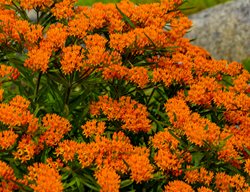 Butterfly Weed, Asclepias Tuberosa
Proven Winners
Sycamore, IL