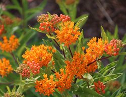 Butterfly Weed, Asclepias Tuberosa
Shutterstock.com
New York, NY