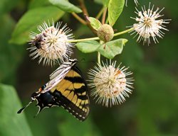 Button Bush, Cephalanthus Occidenalis, Eastern Tiger Swallowtail Butterfly
Shutterstock.com
New York, NY