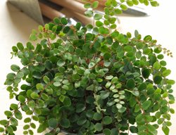 Button Fern, Pelleaea Rotundifolia
Shutterstock.com
New York, NY