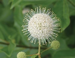 Buttonbush Flower
Proven Winners
Sycamore, IL