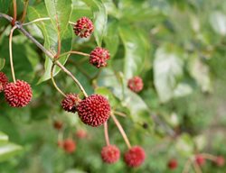 Buttonbush Seed Pod
Proven Winners
Sycamore, IL