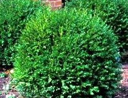 Buxus Green Gem, Green Gem Boxwood
DAS Farms
