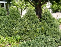 Buxus Green Mountain, Green Mountain Boxwood, Cone-Shaped Shrub
Alamy Stock Photo
Brooklyn, NY