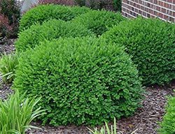 Buxus Green Velvet, Green Velvet Boxwood, Evergreen Shrub
DAS Farms

