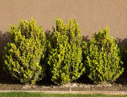 Buxus Microphylla Japonica, Green Beauty Boxwood
Alamy Stock Photo
Brooklyn, NY