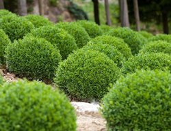 Buxus Microphylla Japonica, Winter Gem Boxwood
Florida Foliage
