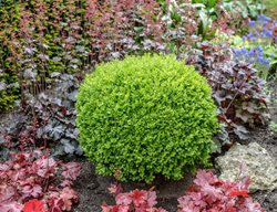 Buxus Sempervirens Suffruticosa, Dwarf English Boxwood
Alamy Stock Photo
Brooklyn, NY