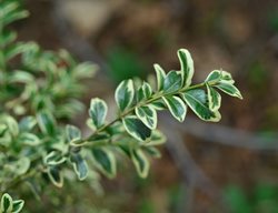 Buxus Sempervirens Variegata, Variegated English Boxwood
Shutterstock.com
New York, NY