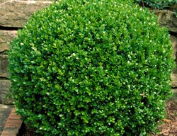 Buxus Sinica Insularis, Wintergreen Boxwood, Korean Boxwood
Alamy Stock Photo
Brooklyn, NY