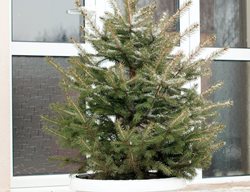 Buy A Living Christmas Tree
Garden Design
Calimesa, CA