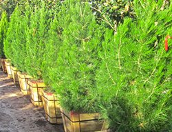 Buy A Living Christmas Tree
Garden Design
Calimesa, CA