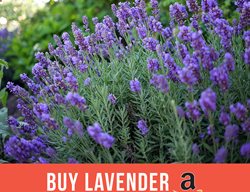 Buy Lavender
Garden Design
Calimesa, CA