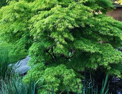 Buy & Plant Trees Or Shrubs
Garden Design
Calimesa, CA