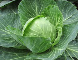 Cabbage Plant, Green Leaves
Pixabay
