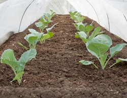 Cabbage Seedlings, Growing Under Cover, Growing Cabbage In Winter
Shutterstock.com
New York, NY