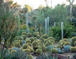 Cactus Garden At The Huntington
Garden Design
Calimesa, CA