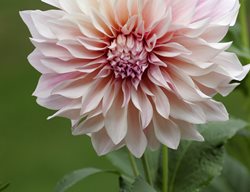 Cafe Au Lait, Dinner Plate Dahlia
Alamy Stock Photo
Brooklyn, NY