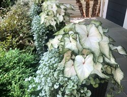 Caladium Container Planting, White Wonder Caladium
Proven Winners
Sycamore, IL