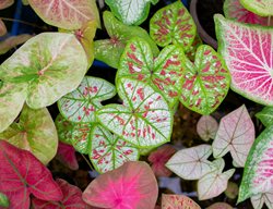 Caladium Leaves
Shutterstock.com
New York, NY