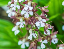 Calanthe Discolor
Garden Design
Calimesa, CA