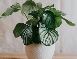 Calathea Orbifolia, Calathea In Pot
Shutterstock.com
New York, NY