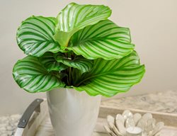 Calathea Orbifolia, Prayer Plant
Proven Winners
Sycamore, IL