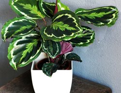 Calathea Plant, Prayer Plant
Shutterstock.com
New York, NY