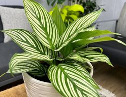 Calathea Vittata, Calathea Elliptica
Proven Winners
Sycamore, IL