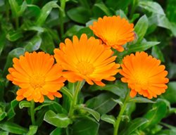 Calendula Flowers, Orange Flowers
Shutterstock.com
New York, NY