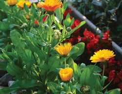 Calendula Plants, Calendula Petals
St. Lynn's Press
Pittsburgh, PA