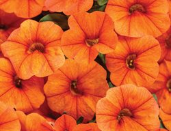 Calibrachoa, Dreamsicle
Proven Winners
Sycamore, IL