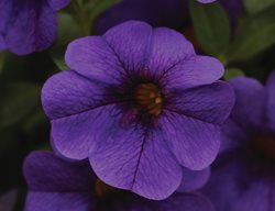 Calibrachoa Flower, Cabaret, Deep Blue
Ball Horticultural Company
Chicago, IL