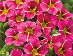 Calibrachoa Hybrid, Superbells, Cherry Star
Proven Winners
Sycamore, IL