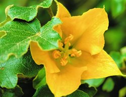  California Flannelbush, Yellow Flower
Garden Design
Calimesa, CA