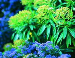 California Lilac, Ceanothus
Garden Design
Calimesa, CA