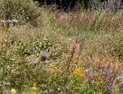 California Natives
Garden Design
Calimesa, CA