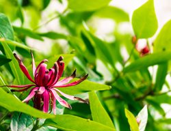 California Sweetshrub, Calycanthus Occidentalis
Shutterstock.com
New York, NY