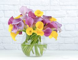 Calla Lilies In Vase, Pink And Yellow Calla Lilies
Shutterstock.com
New York, NY