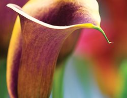 Calla Lily, Ascari
Allison Armour
Santa Barbara, CA