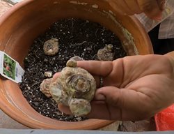 Calla Lily Bulb
Garden Answer
