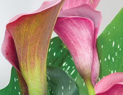 Calla Lily, Captain Reno
Garden Design
Calimesa, CA