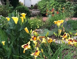Calla Lily, Daylily, Coreopsis
Garden Design
Calimesa, CA